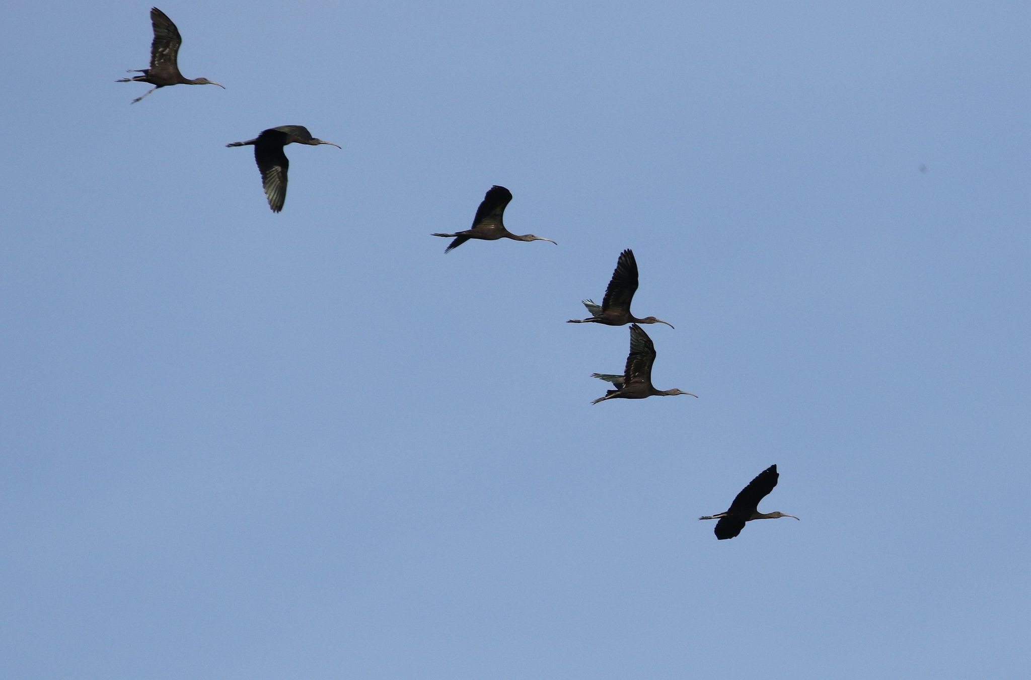 Glossy Ibis