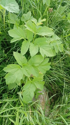 Наблюдение на iNaturalist