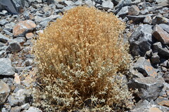 Cerastium candidissimum, photograph (c) Pantazi Katerina, some rights reserved (CC BY)