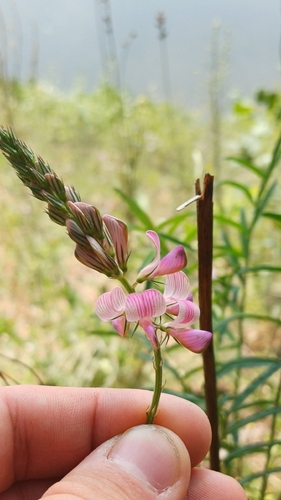 Sainfoin