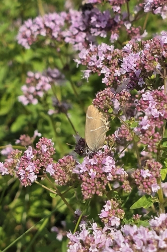 White-letter Hairstreak