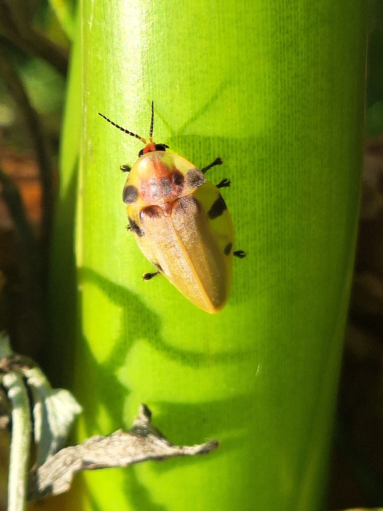 Spotted Tortoise Firefly