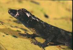 Anolis ortonii