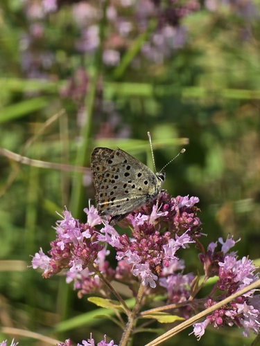 Sooty Copper