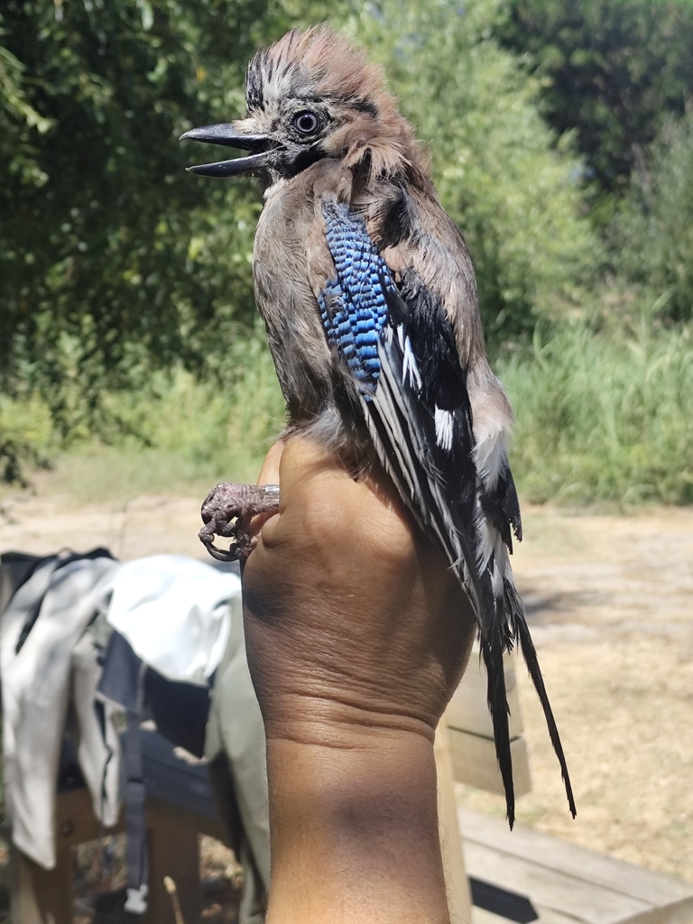 Iberian Jay