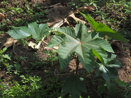 castor bean