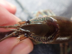 Cambarus aldermanorum