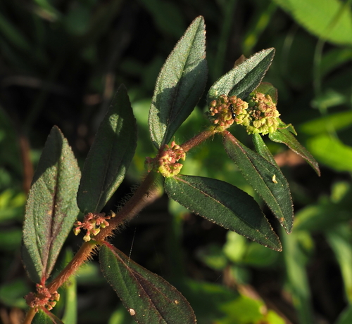 Asthma Plant