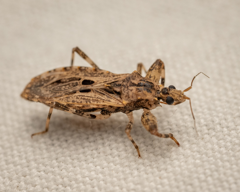 Pakesia linnavuorii