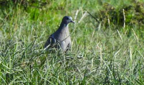 Stock Dove