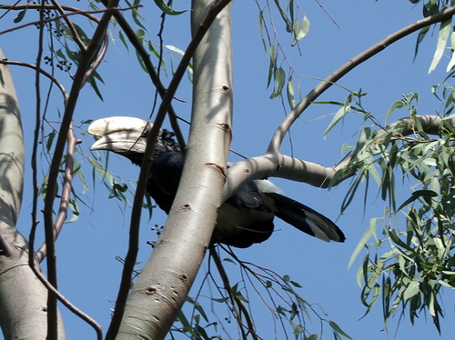 Silvery-cheeked Hornbill