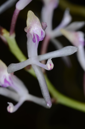 Micropera poilanei