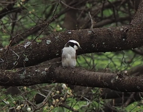 White-rumped Shrike