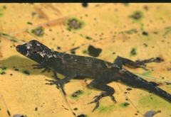 Anolis ortonii