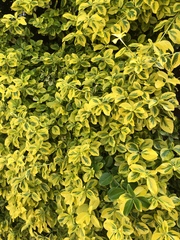 Euonymus
