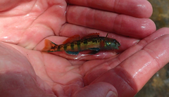 Etheostoma thalassinum
