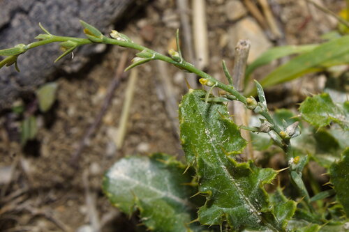 Thymelaea passerina, photograph 4