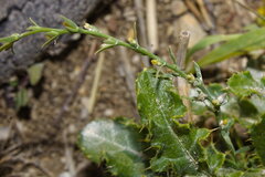 Thymelaea passerina, photograph (c) Bobo-X, some rights reserved (CC BY)