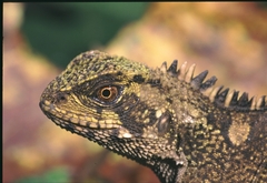 Enyalioides laticeps