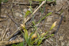 Thymelaea passerina, photograph (c) Bobo-X, some rights reserved (CC BY)