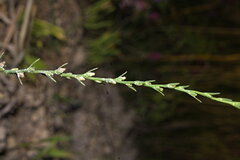 Thymelaea passerina, photograph (c) Bobo-X, some rights reserved (CC BY)