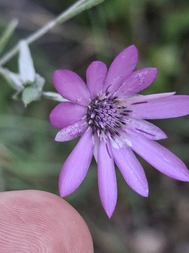 Immortelle