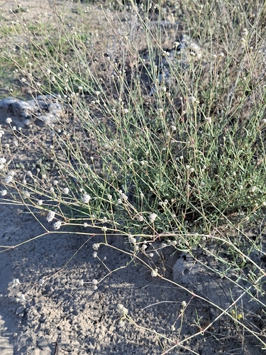 Gypsophila pallasii
