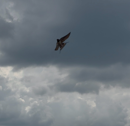 Barn Swallow