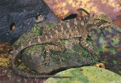 Enyalioides laticeps