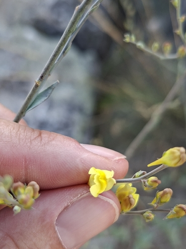 Broomleaf Toadflax