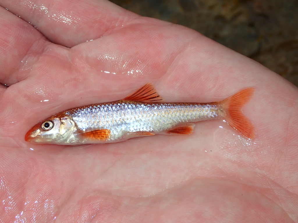 Thicklip chub (Cyprinella labrosa) — Cyprinidae