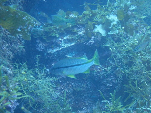 Spotstripe snapper (Lutjanus ophuysenii) — Lutjanidae — 5