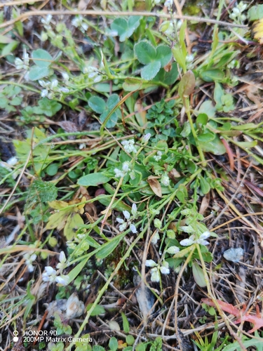 Polygala amarella, photograph 1