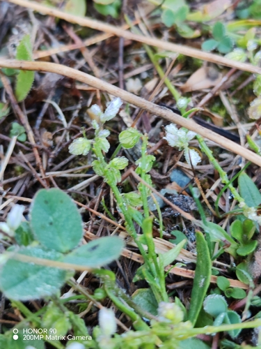 Polygala amarella, photograph 2