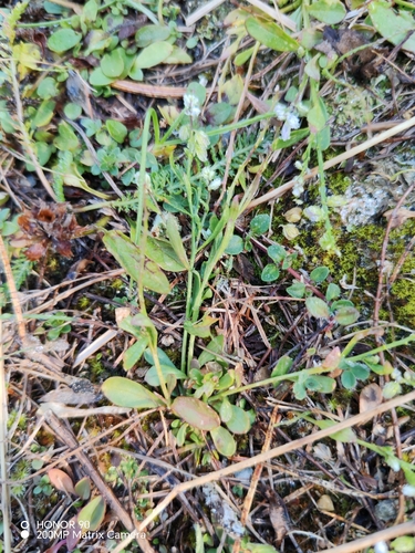 Polygala amarella, photograph 3