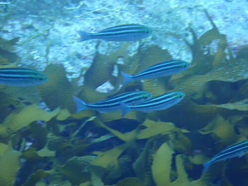 Parapristipoma trilineatum observed 2026-08-02