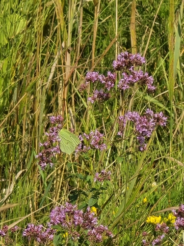 Common Brimstone