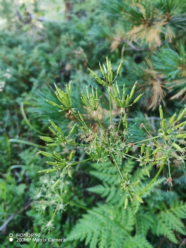 Chaerophyllum villarsii, photograph 2