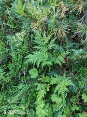 Chaerophyllum villarsii, photograph (c) Ljaž, some rights reserved (CC BY)