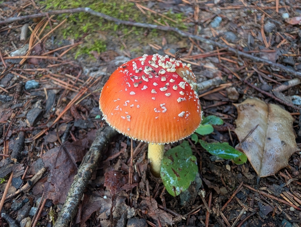 False Caesar's Mushroom · August 2026 · photo: Photo: no rights reserved · iNaturalist