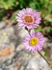 Erigeron alpinus, photograph (c) Ljaž, some rights reserved (CC BY)