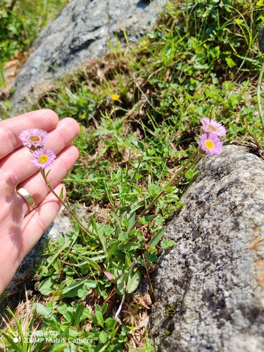 Erigeron alpinus, photograph 5