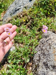 Erigeron alpinus, photograph (c) Ljaž, some rights reserved (CC BY)