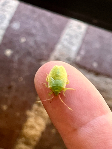 Hawthorn Shield Bug