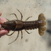 Carolina Foothills Crayfish - Photo (c) perks_mike, some rights reserved (CC BY-NC)