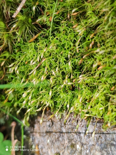 Hymenoloma crispulum observed 2026-08-05