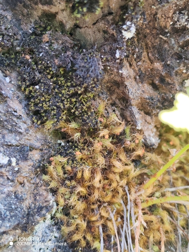 Bartramia halleriana observed 2026-08-05