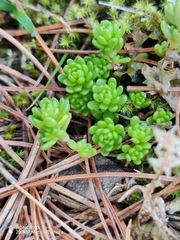 (c) Ljaž, some rights reserved (CC BY) Sedum alpestre, photograph (c) Ljaž, some rights reserved (CC BY)