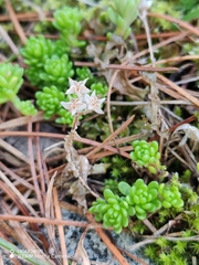 (c) Ljaž, some rights reserved (CC BY) Sedum alpestre, photograph (c) Ljaž, some rights reserved (CC BY)