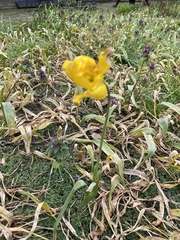 Tulipa sylvestris